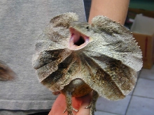 Kwjibo