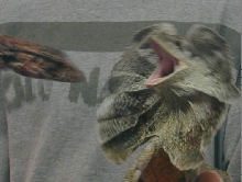 Kwyjibo Frill