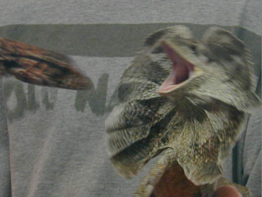 Kwyjibo Frill