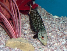 Saltwater - Austin Aquariums
