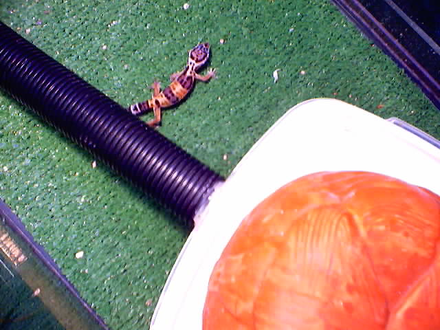 juvenile leo