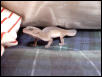 patternless leo