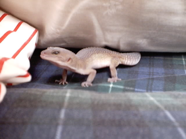 patternless leo