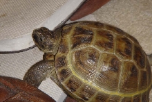 MurtInProfile
