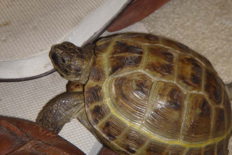 MurtInProfile