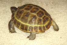 MurtOnTheMove