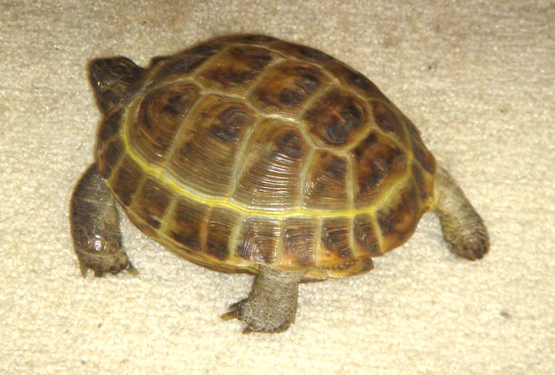 MurtOnTheMove