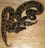 Yellow Belly Pair