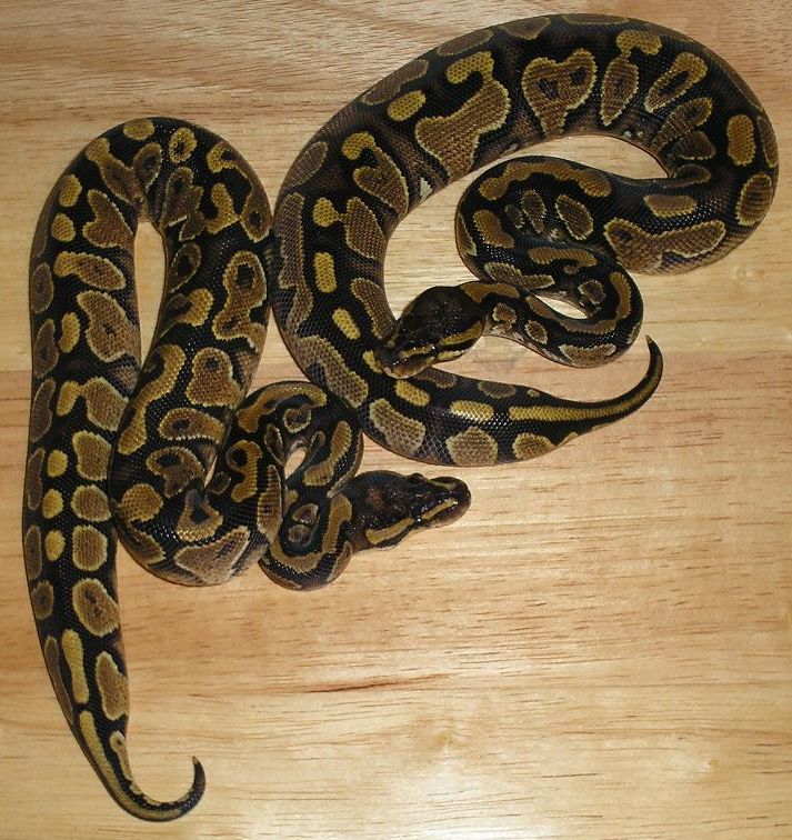 Yellow Belly Pair