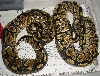 Yellow Belly Pair 2