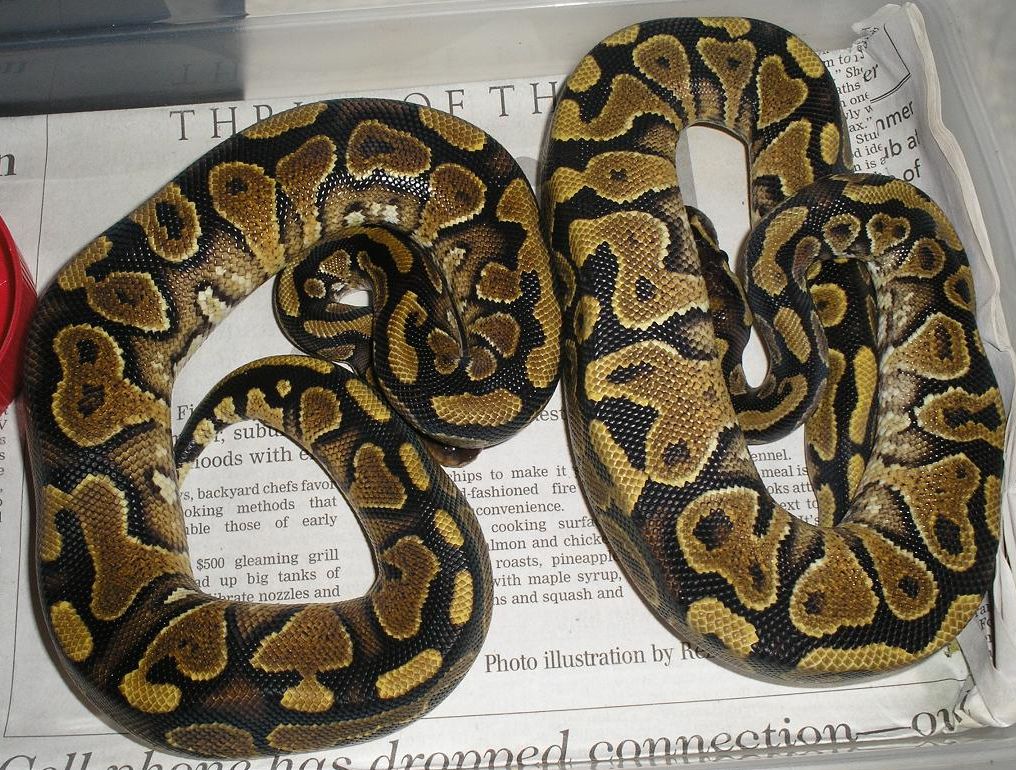 Yellow Belly Pair 2