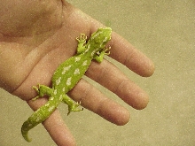 Gravid Naultinus