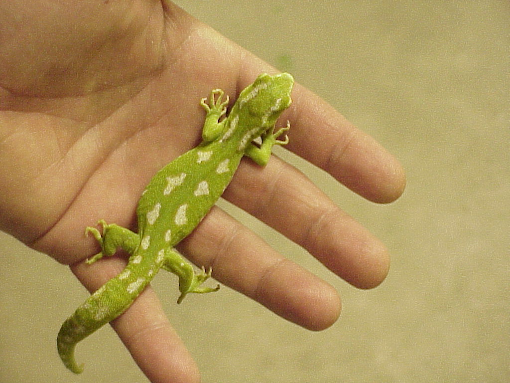 Gravid Naultinus