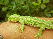 Naultinus (male)