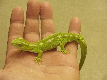 Naultinus