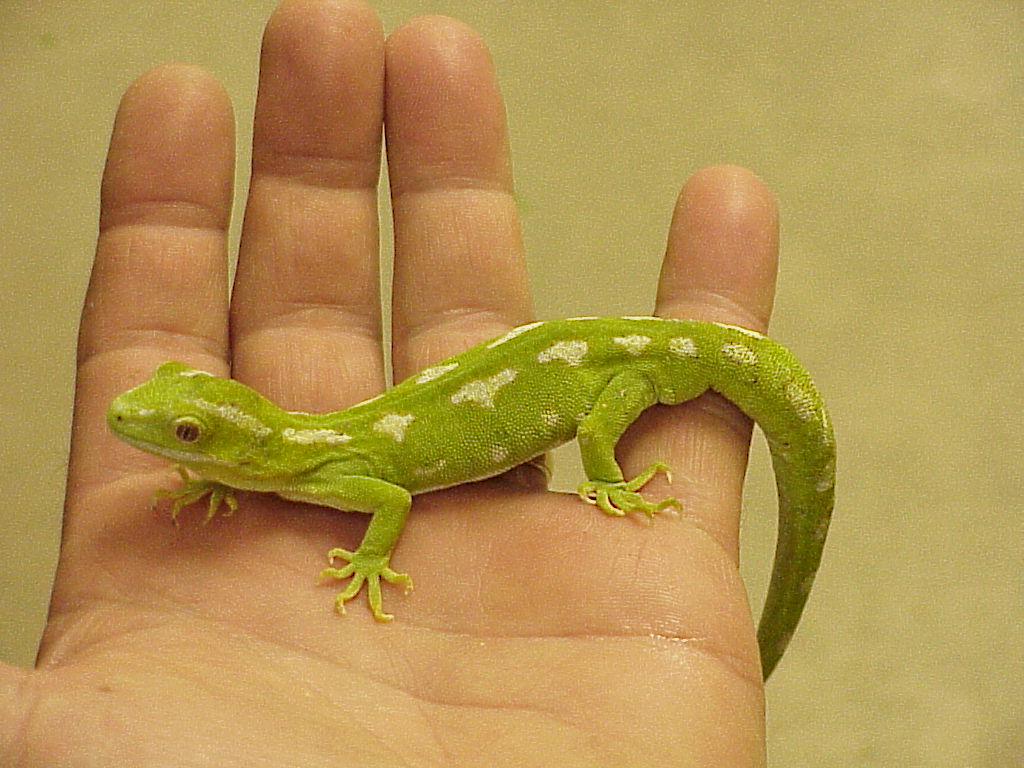 Naultinus