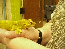 Female Trachyrhanchus