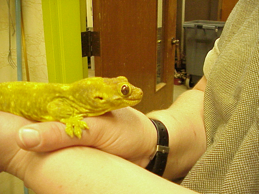 Female Trachyrhanchus