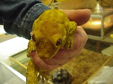 Trachyrhanchus