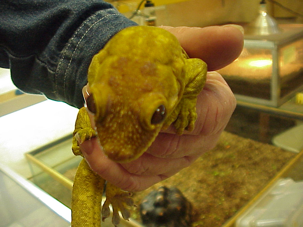 Trachyrhanchus