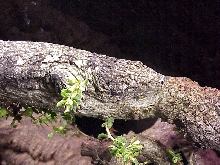 Leachianus