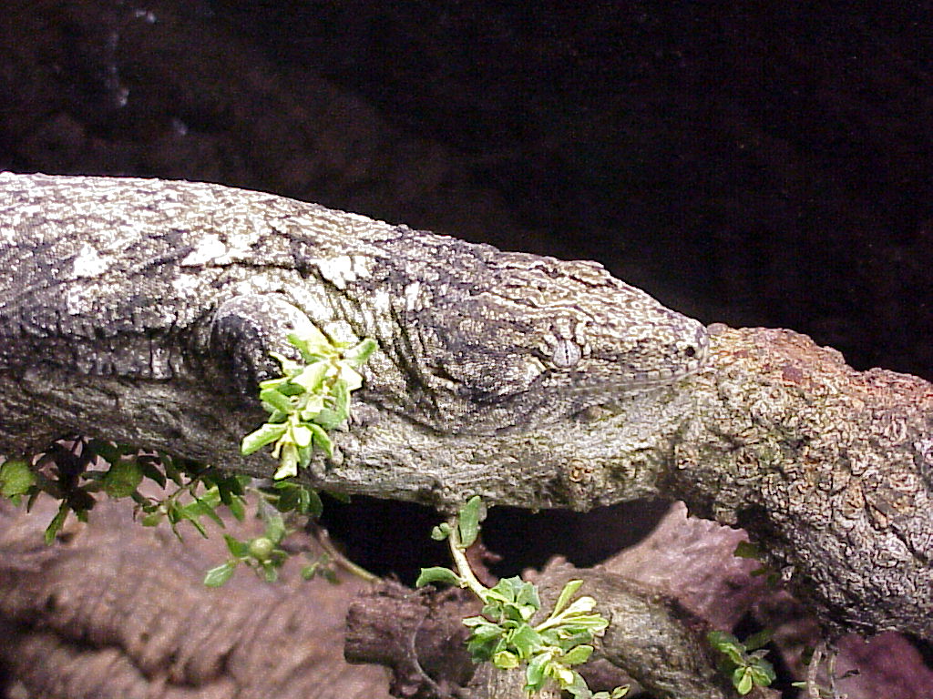 Leachianus
