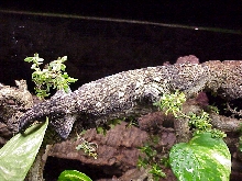 Leachianus rare locale