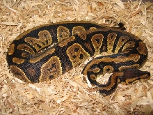 Granite female ball python