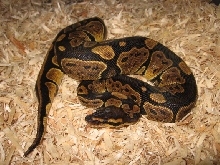 Another Nice Granite Female ball pyhton