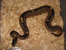 A,Clown like looking Ball python