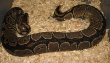 black back ball