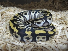 MoJ A V E Ball Python