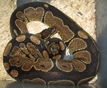 black back ball #2