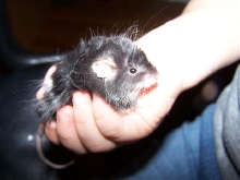 Swiper, no swiping!