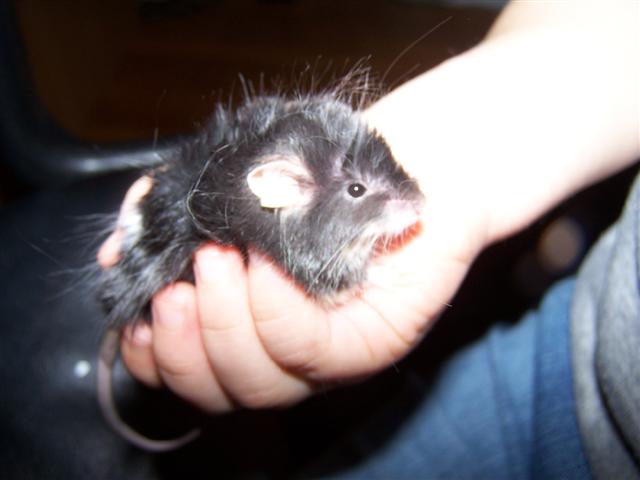 Swiper, no swiping!