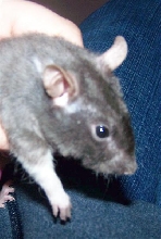 Rex Rat