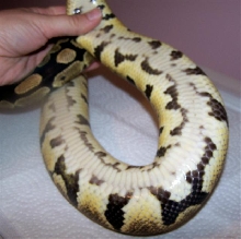 Zippy Belly