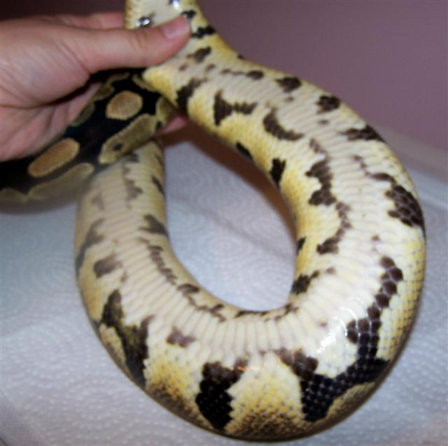 Zippy Belly