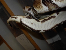 Het Pied Tail