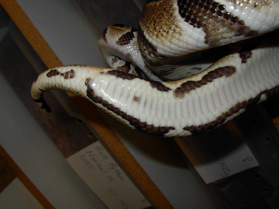 Het Pied Tail