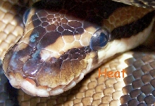 PK 100% Het Pied-The "Eye Stripe"