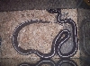 adult male california kingsnake