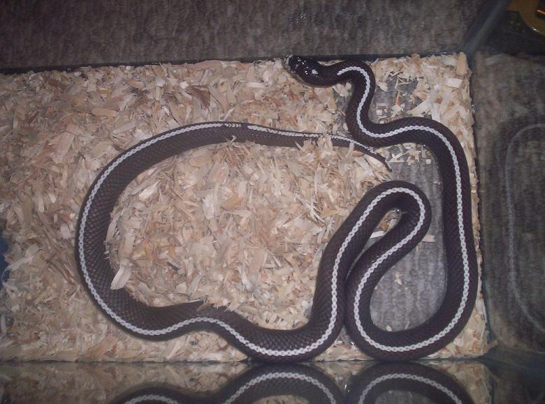 adult male california kingsnake