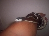 california kingsnake