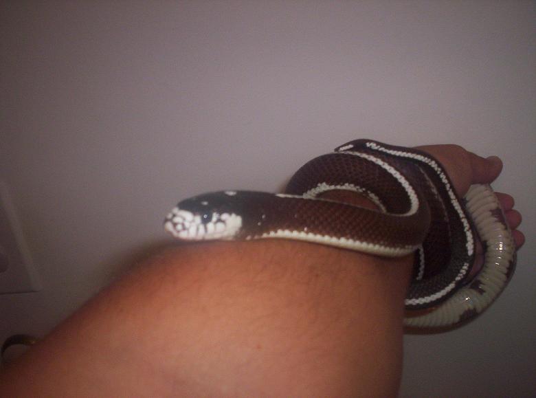 california kingsnake