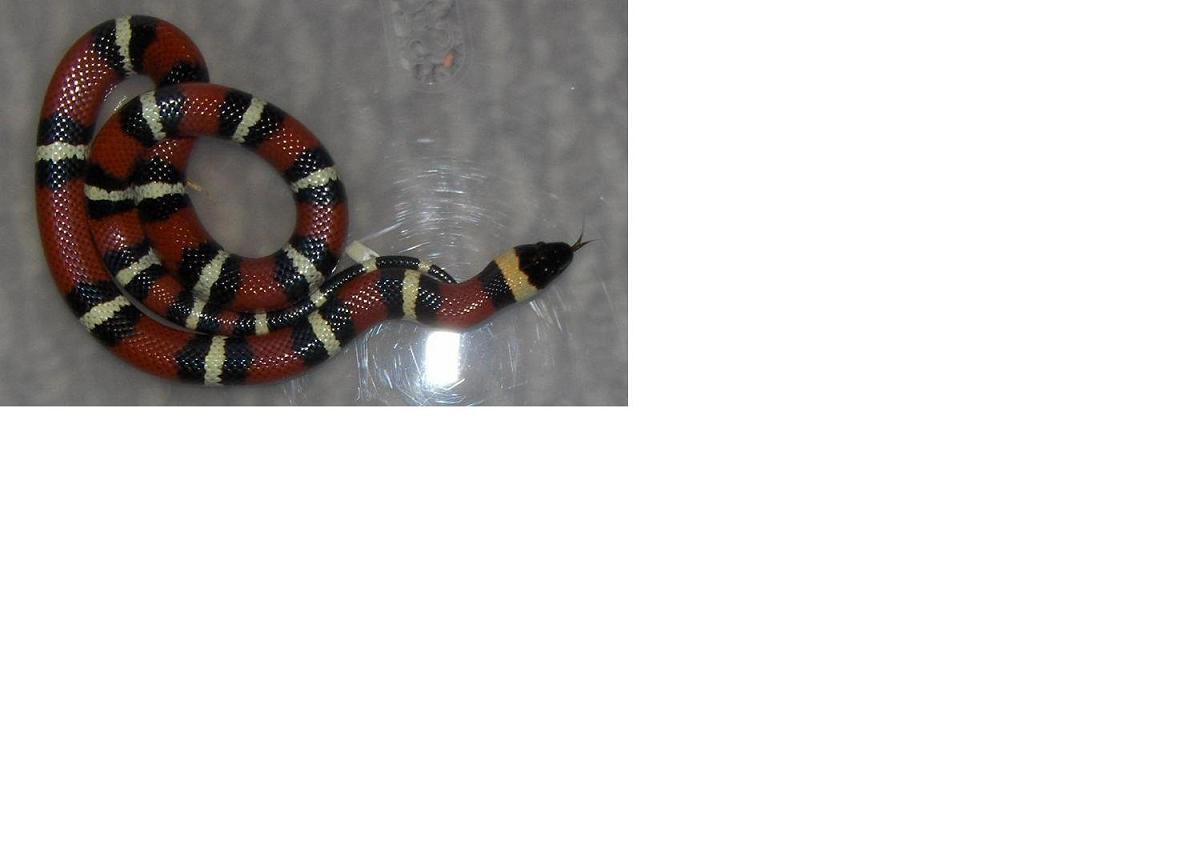 My future breeder female mexican milk