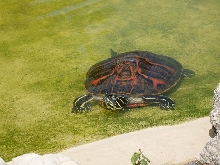 Pseudemys nelsoni