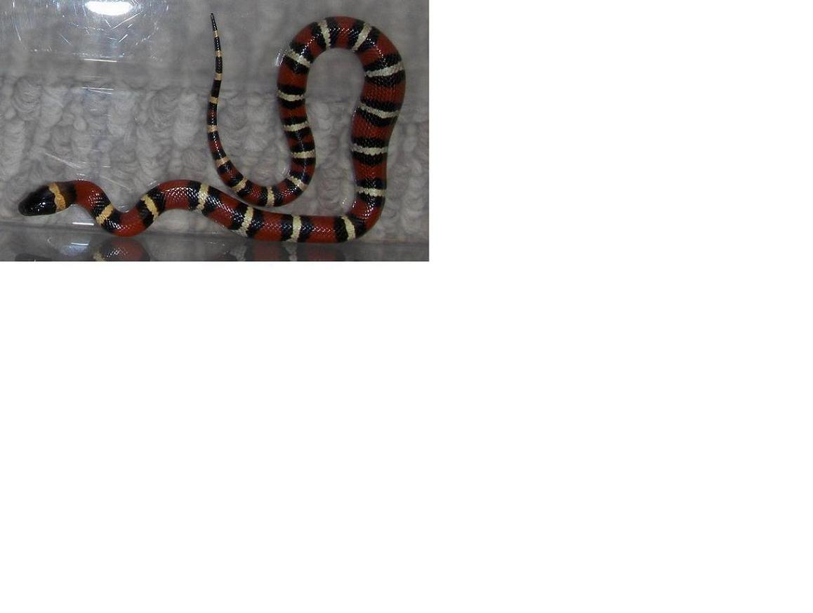 my male breeder mexican milk