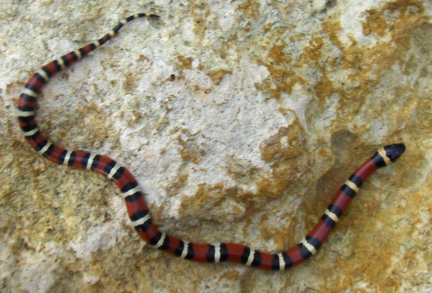 annulata