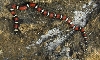 annulata